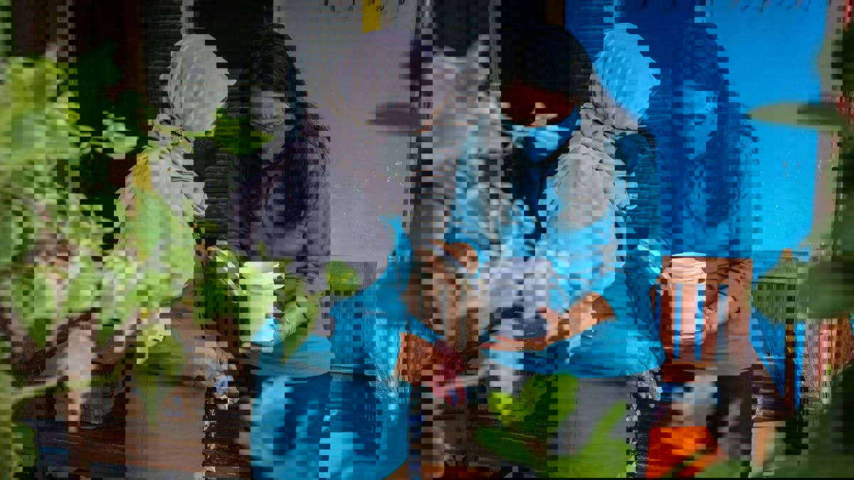 باحثون إندونيسيون يربون بعوضا "نافعا" لمكافحة "حمى الضنك"