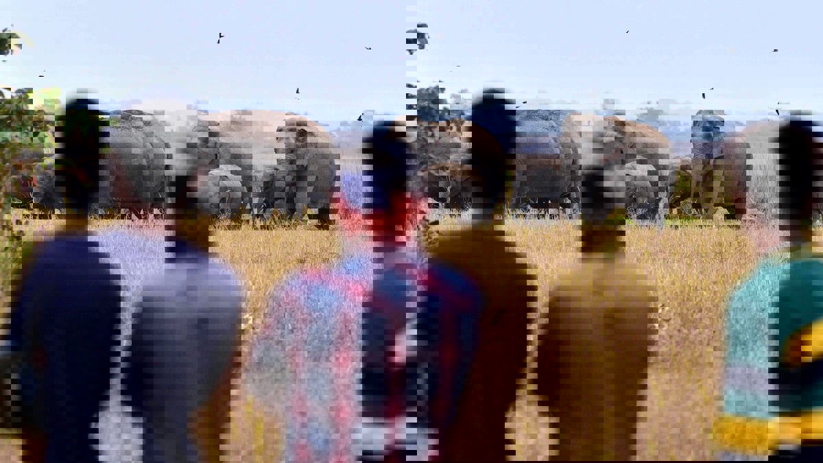  نفوق 100 فيل بسبب الجفاف في زيمبابوي