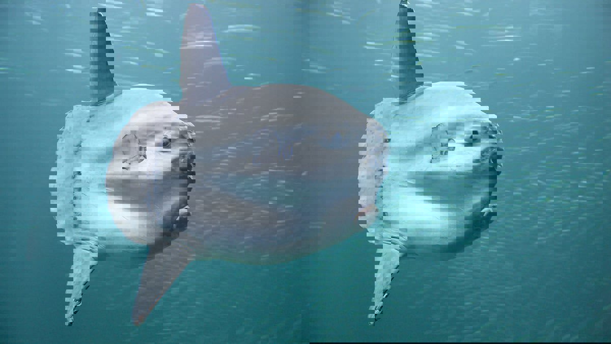 "شمس المحيط".. سمكة تحطم الرقم القياسي العالمي بوزن بلغ نحو 3 أطنان