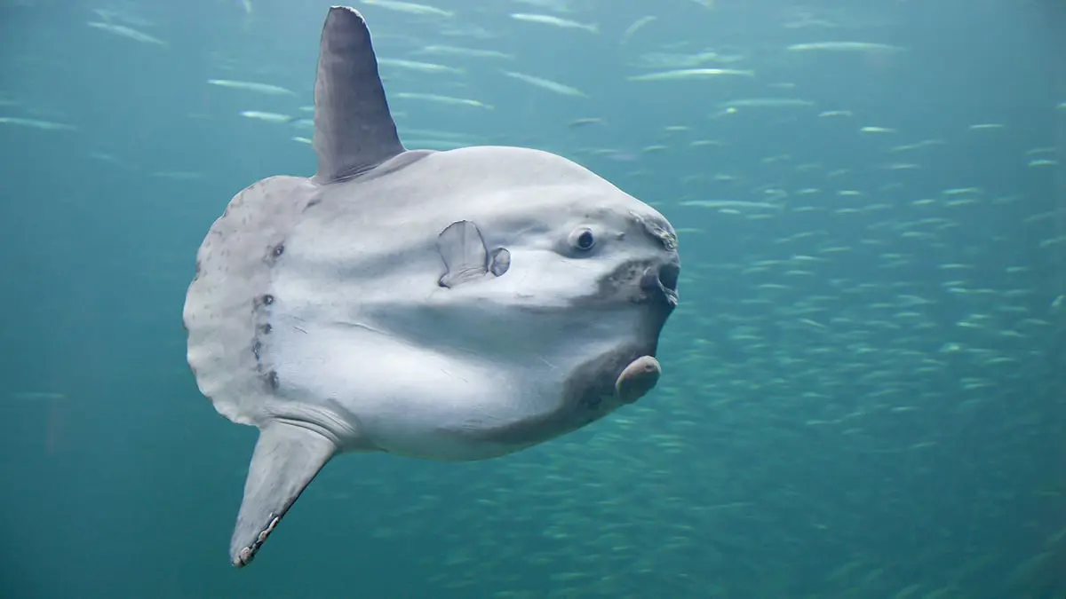 "شمس المحيط".. سمكة تحطم الرقم القياسي العالمي بوزن بلغ نحو 3 أطنان