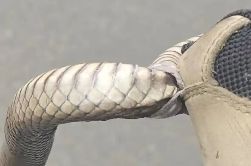 الثعبان العالق في الحذاء