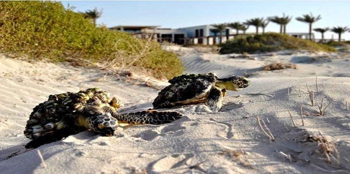 بالصور.. فصل توأم سيامي لسلاحف مهددة بالانقراض