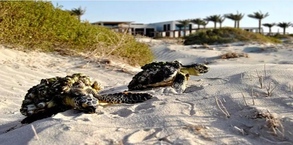 بالصور.. فصل توأم سيامي لسلاحف مهددة بالانقراض