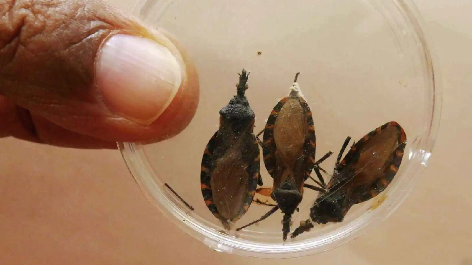 "حشرة التقبيل" تنشر مرض شاغاس في 32 ولاية أمريكية