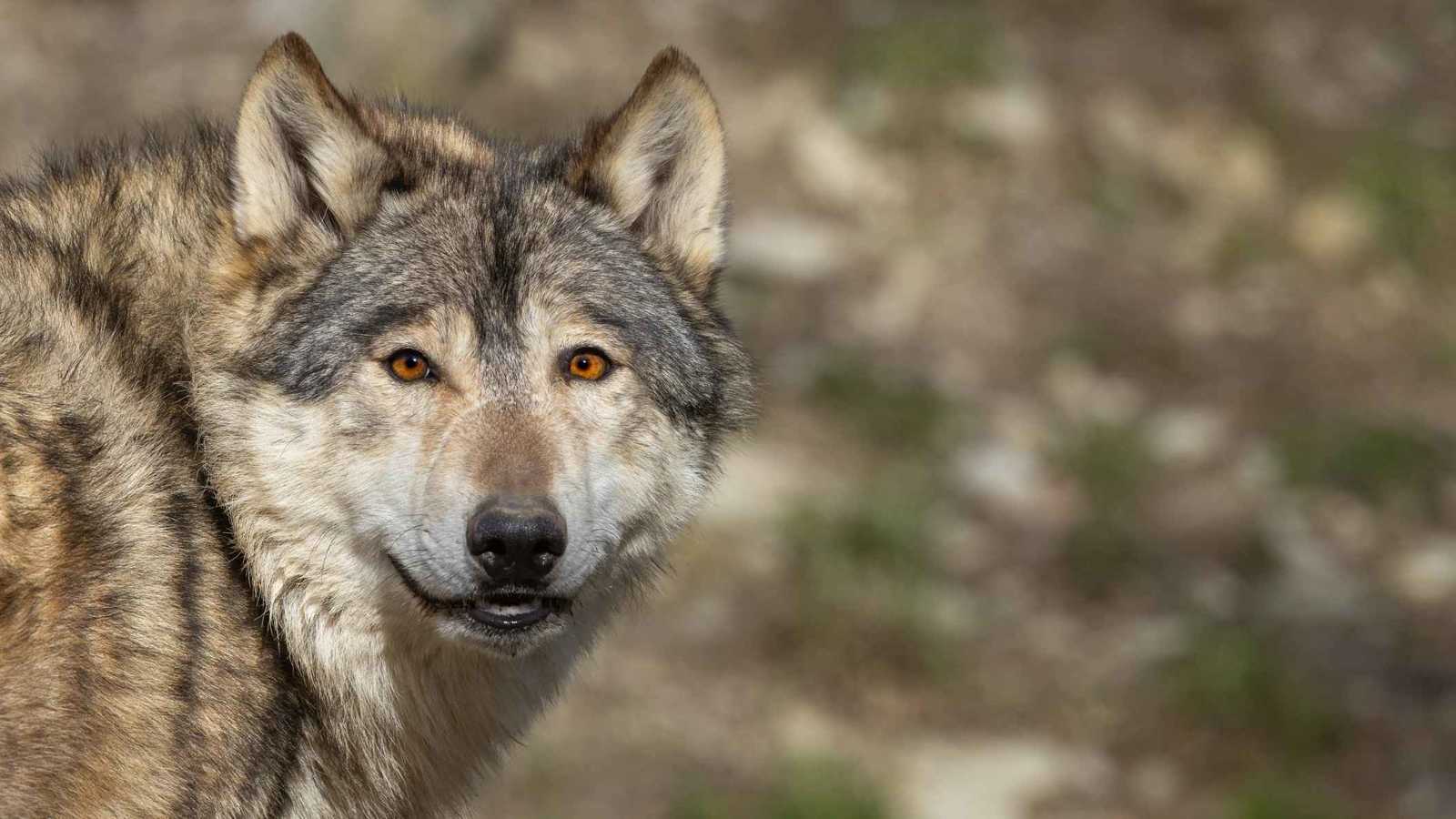 ذئب يقتحم مبنى حكومياً في العراق بمشهد نادر (فيديو)