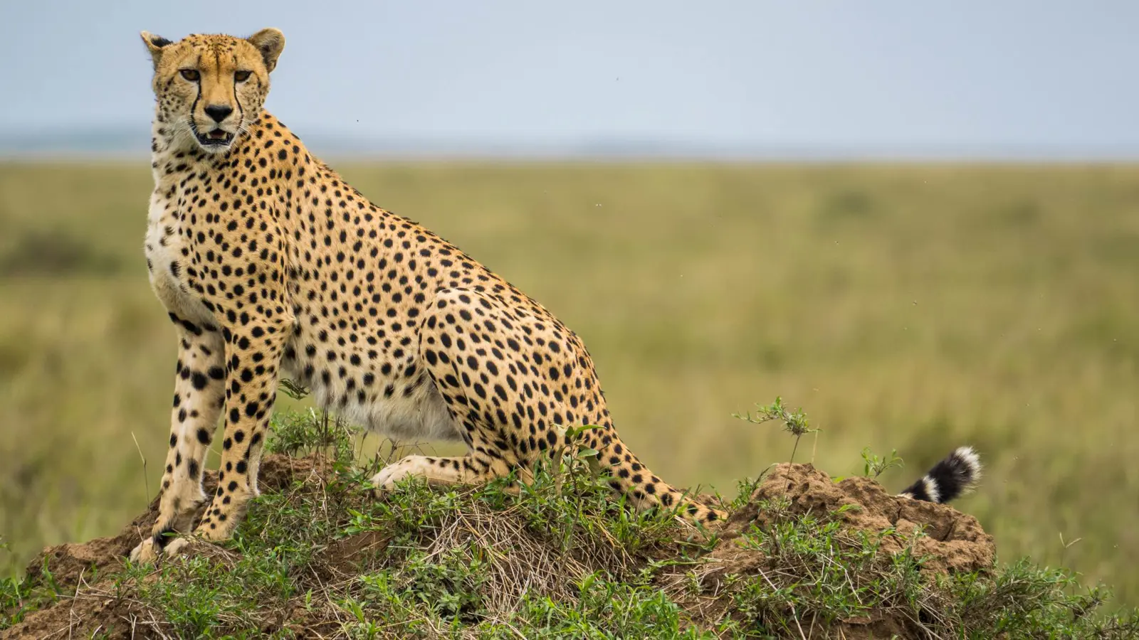 هندي ينجو بأعجوبة من هجوم فهد (فيديو)