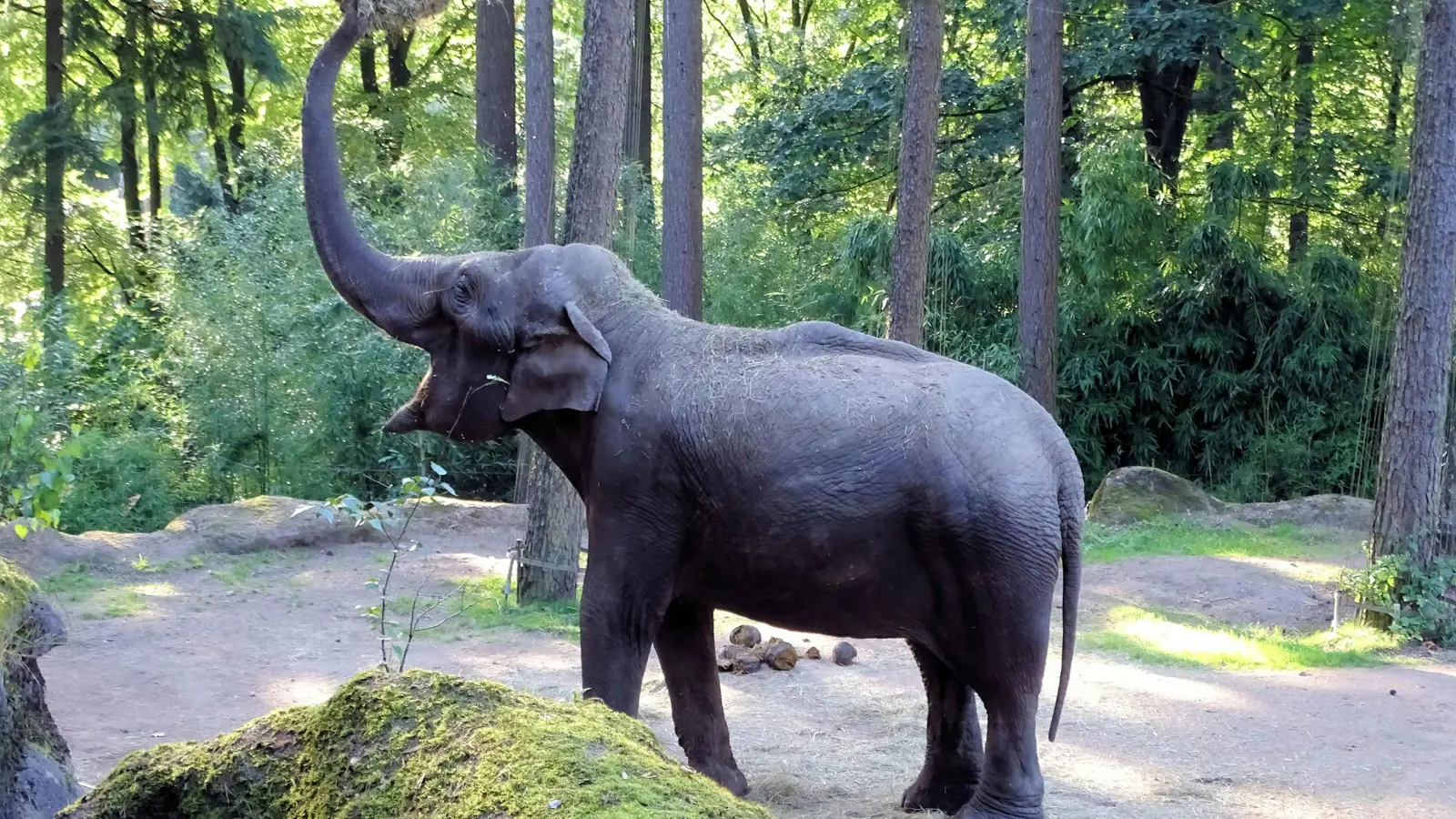 هل الحيوانات الكبيرة أكثر عرضة للإصابة بالسرطان؟