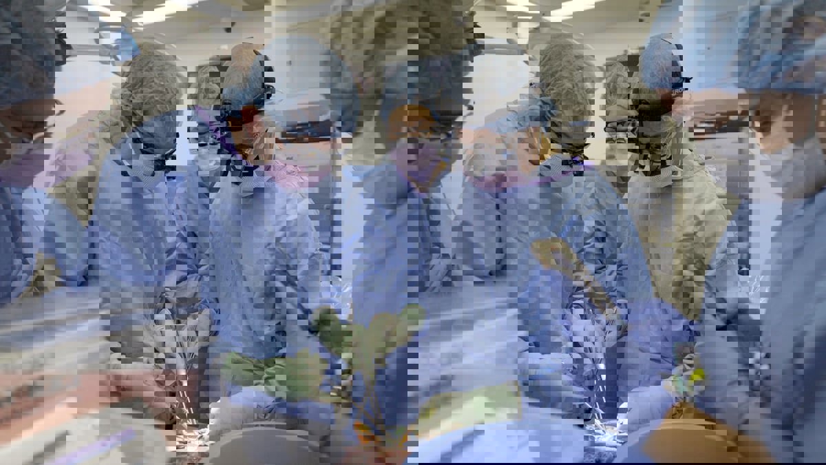 فريق طبي ينهي تجربة ناجحة لزراعة كلية "خنزير" بجسم إنسان