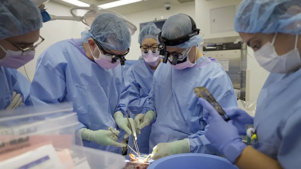 فريق طبي ينهي تجربة ناجحة لزراعة كلية "خنزير" بجسم إنسان