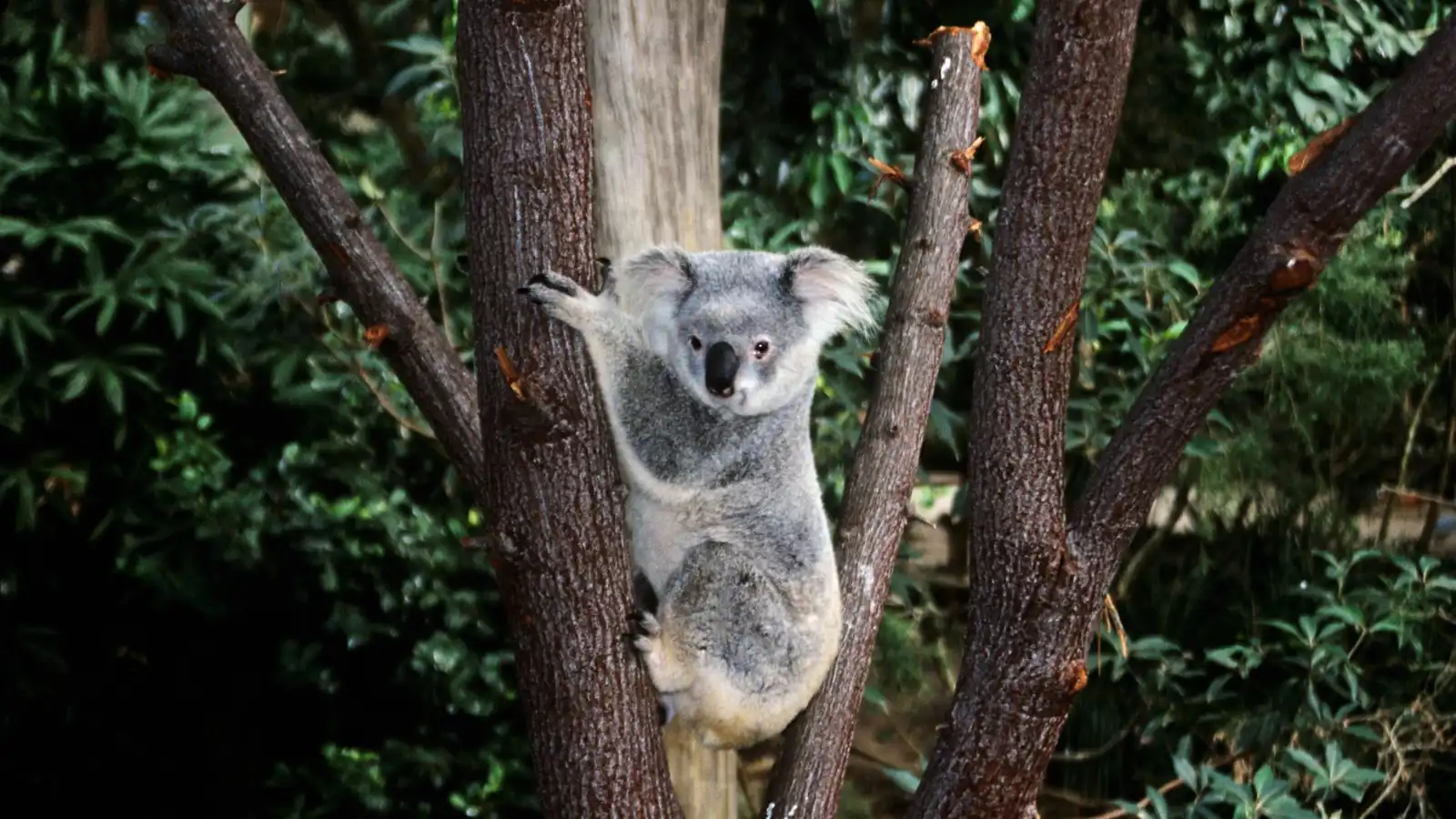 أستراليا.. نفوق كوالا بعد سحله بسيارة في هجوم وحشي