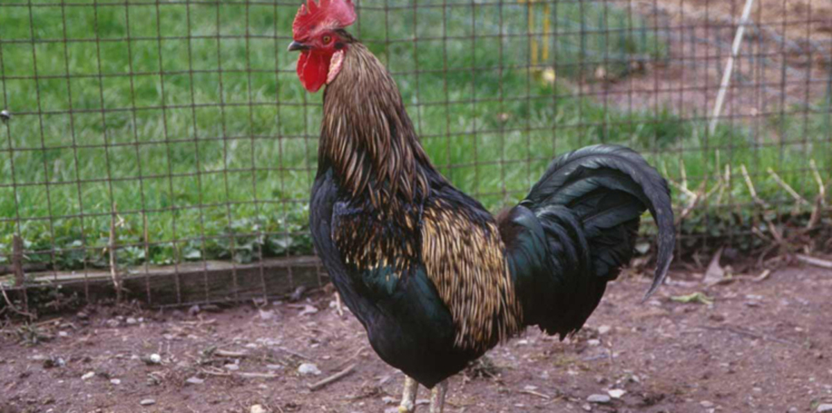 بالفيديو.. بيع "ديك" بسعر خيالي في السعودية