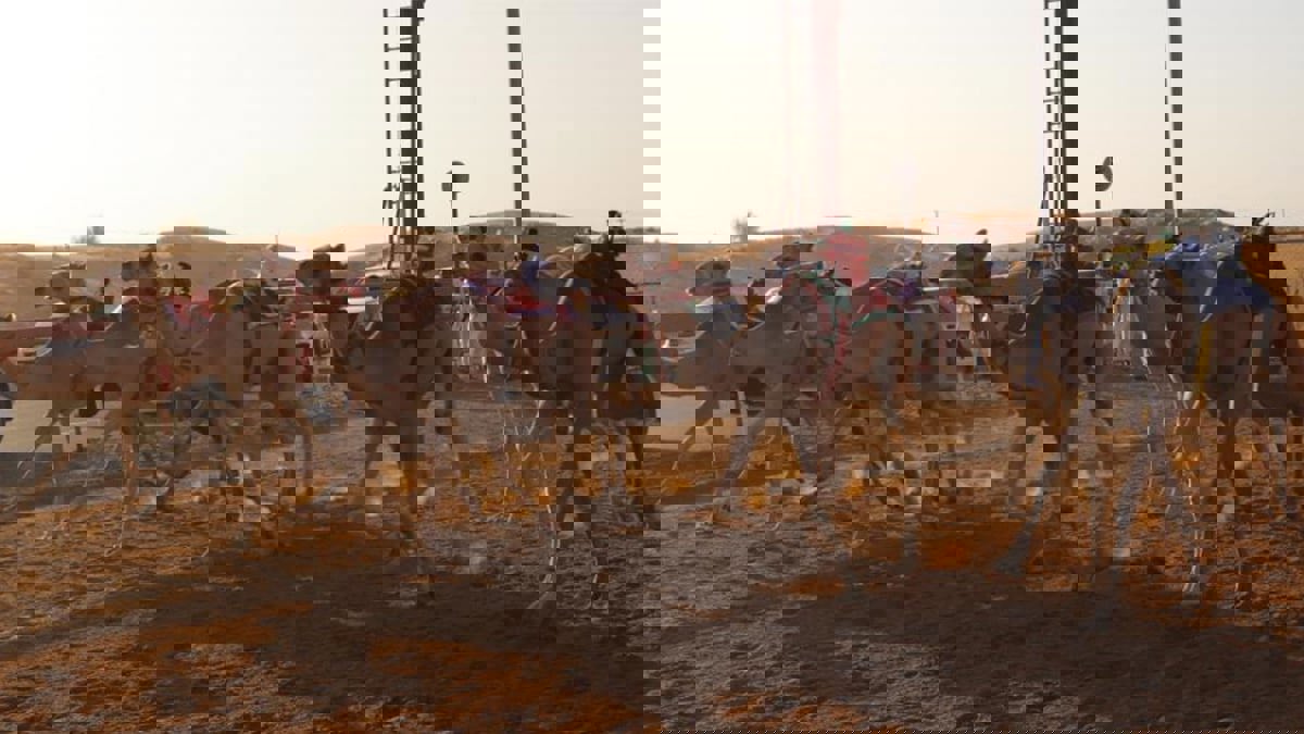 منافسات "سن الفطامين" للهجن تواصل إثارتها في الذيد بالشارقة