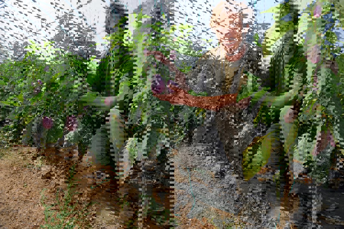 لن ترميها بعد اليوم.. قشور الباذنجان تحتوي فوائد صحية رائعة