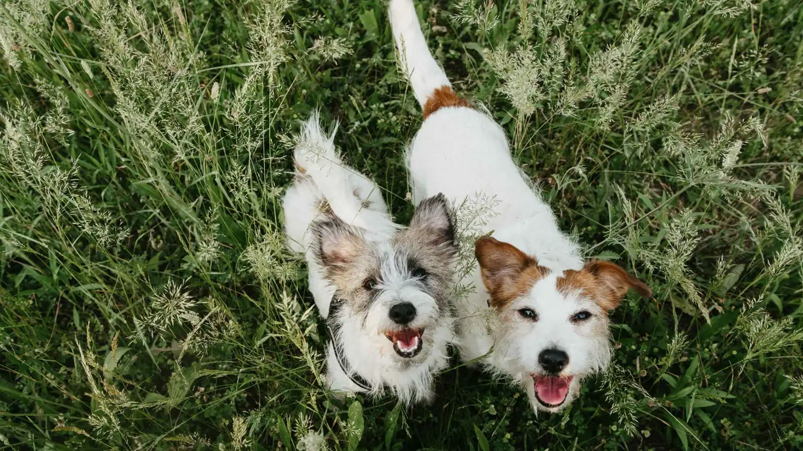 ثورة في الطب البيطري.. عقار جديد لإطالة أعمار الكلاب