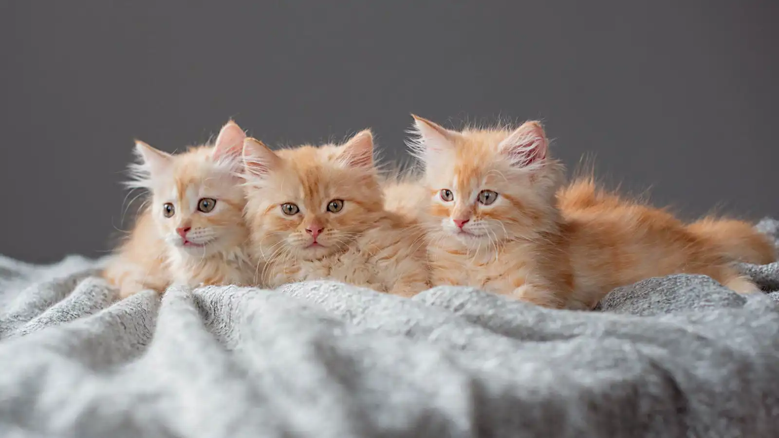 تركيا.. نفوق 26 قطة بحريق منزل مخصص لإيوائها (فيديو)