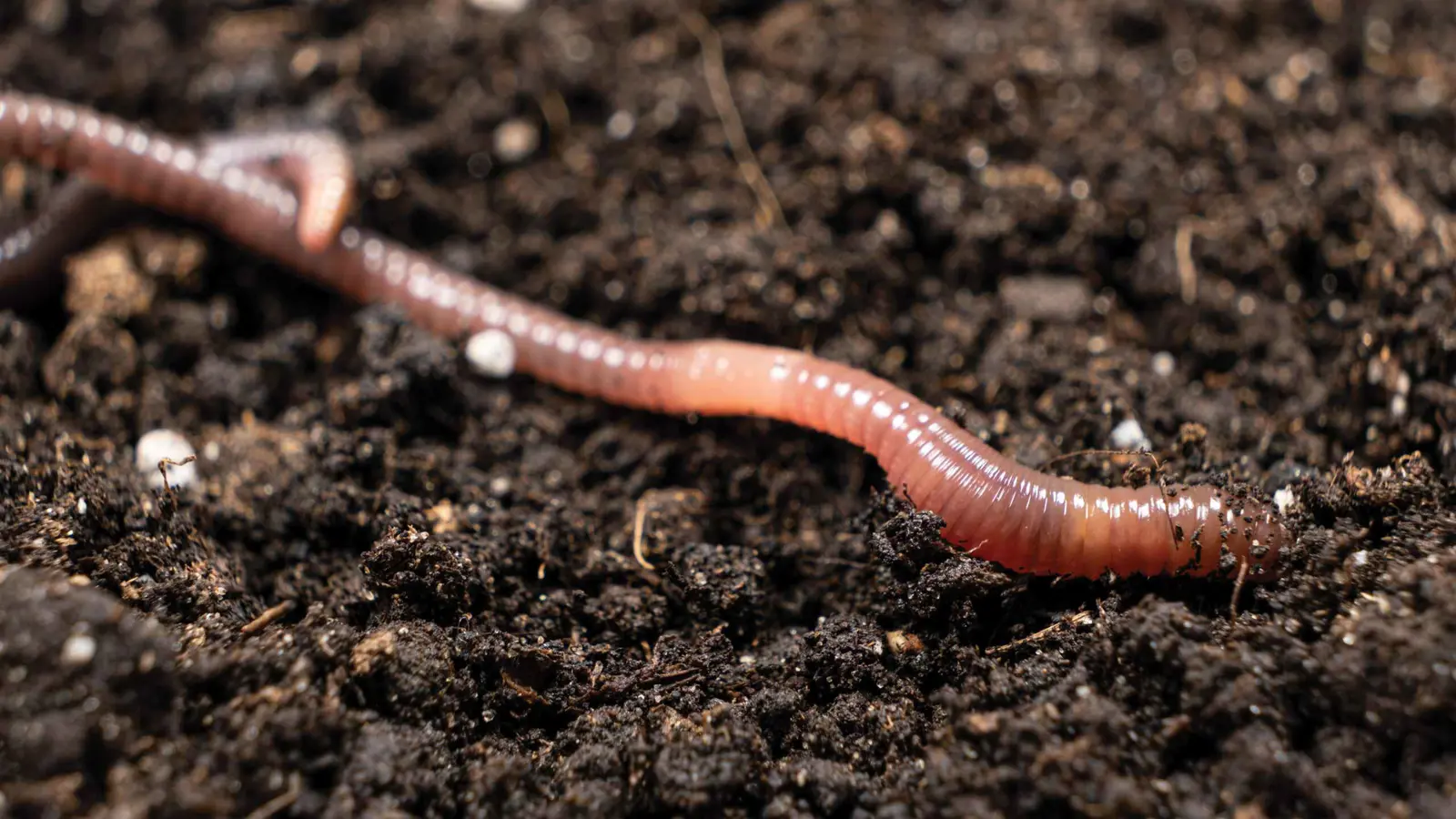 انتشار "ديدان سامّة" يثير ذعراً في تكساس