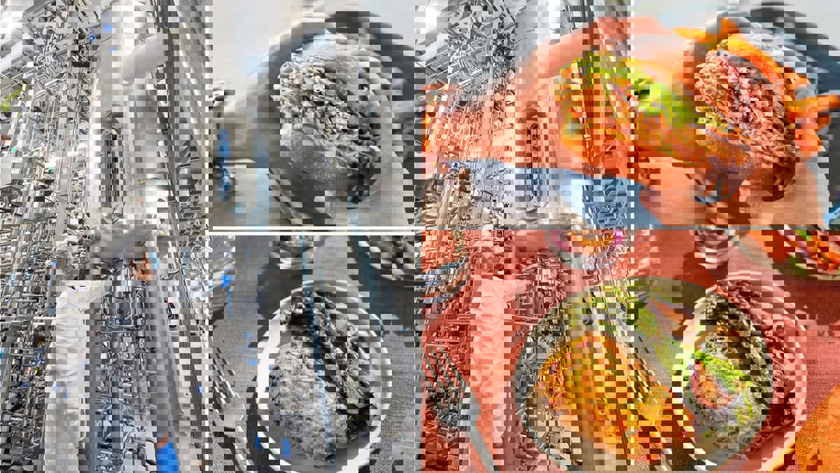 اعتماد أول دجاج مزروع في المختبر للاستهلاك البشري