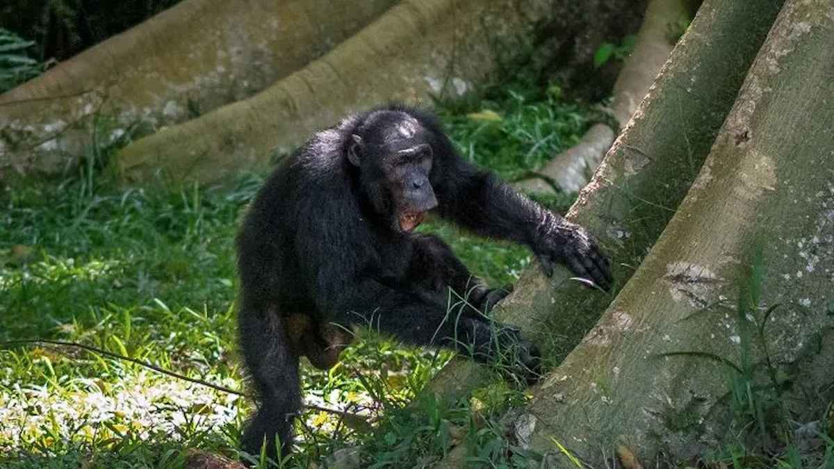 إيقاع الغابة.. قرود الشمبانزي تكشف عن حس موسيقي "بشري"
