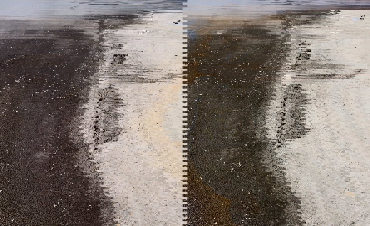 روائح كريهة وملوثات.. الجفاف يقتل آلاف الأسماك بالمكسيك (صور)