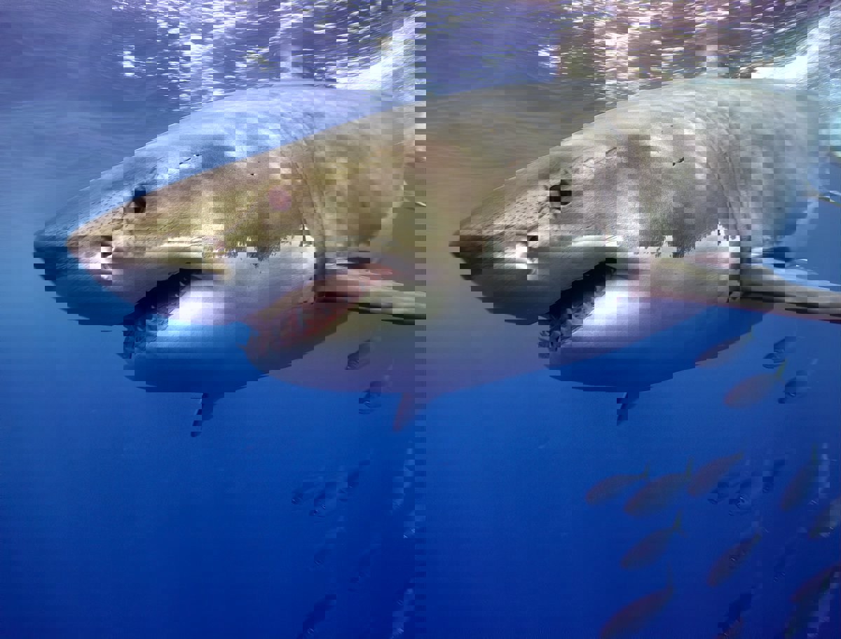 فلوريدا عاصمة هجمات أسماك القرش في العالم