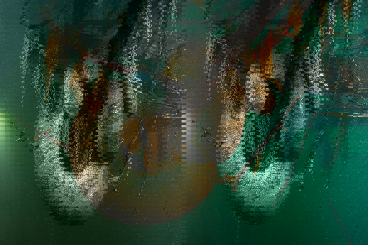 بعد أسابيع من اكتشافه.. نهاية مأساوية لأكبر ثعبان في العالم (صورة)