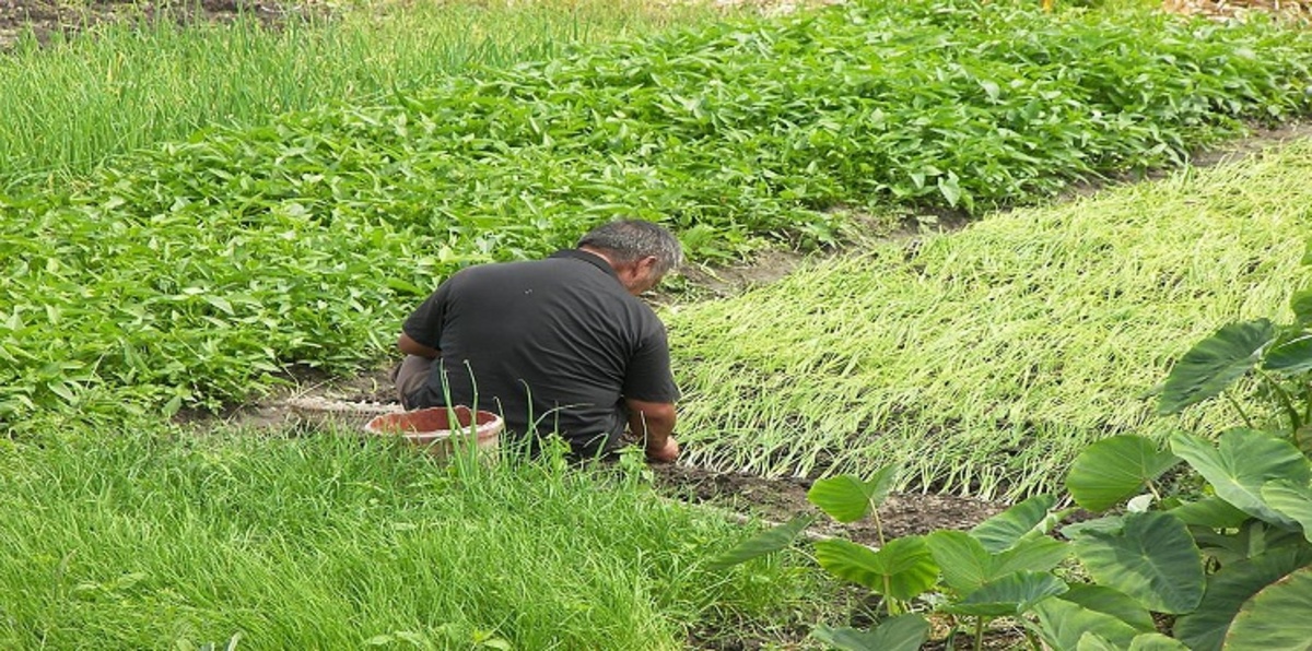 في قصة نادرة.. سكان بلدة صينية ينقذون مزارعًا من الإفلاس عبر موقع للتواصل الاجتماعي