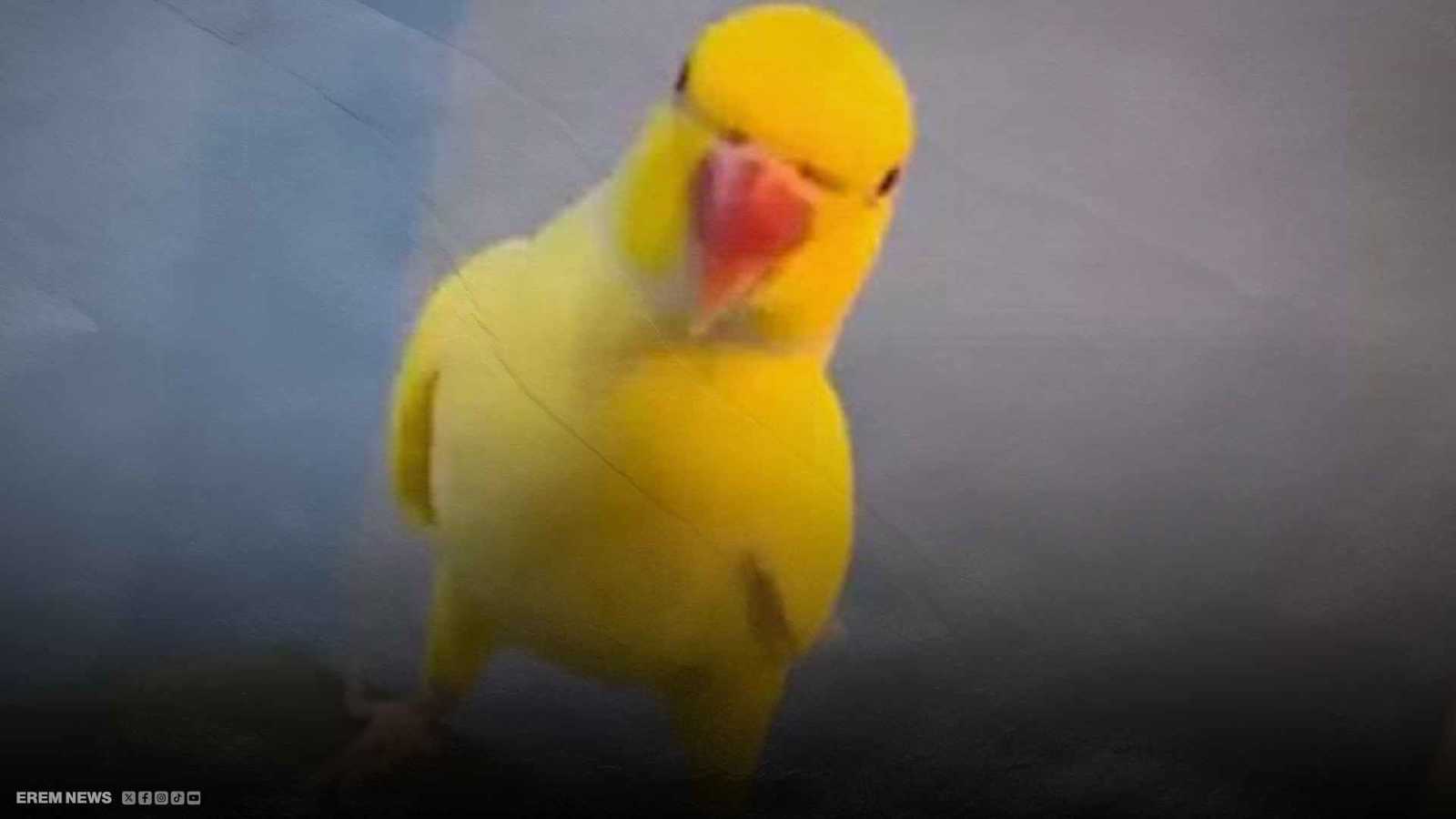 "اثنان بـ25".. ببغاء ناطق يكشف خيوط شبكة إجرامية (فيديو إرم)