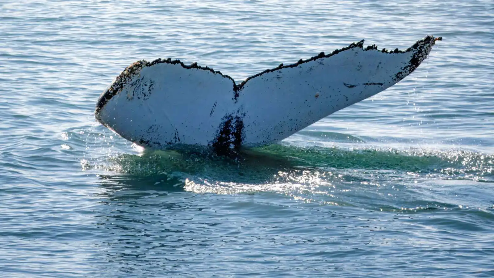 ارتفاع ولادات حيتان الأطلسي الشمالي.. هل زال خطر الانقراض؟