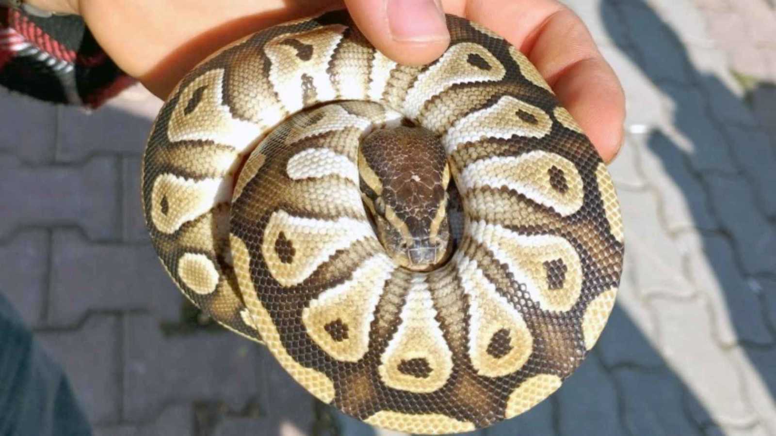 العثور على أفعى نادرة بجيب رجل خلال تفتيش عشوائي في تركيا (صور)