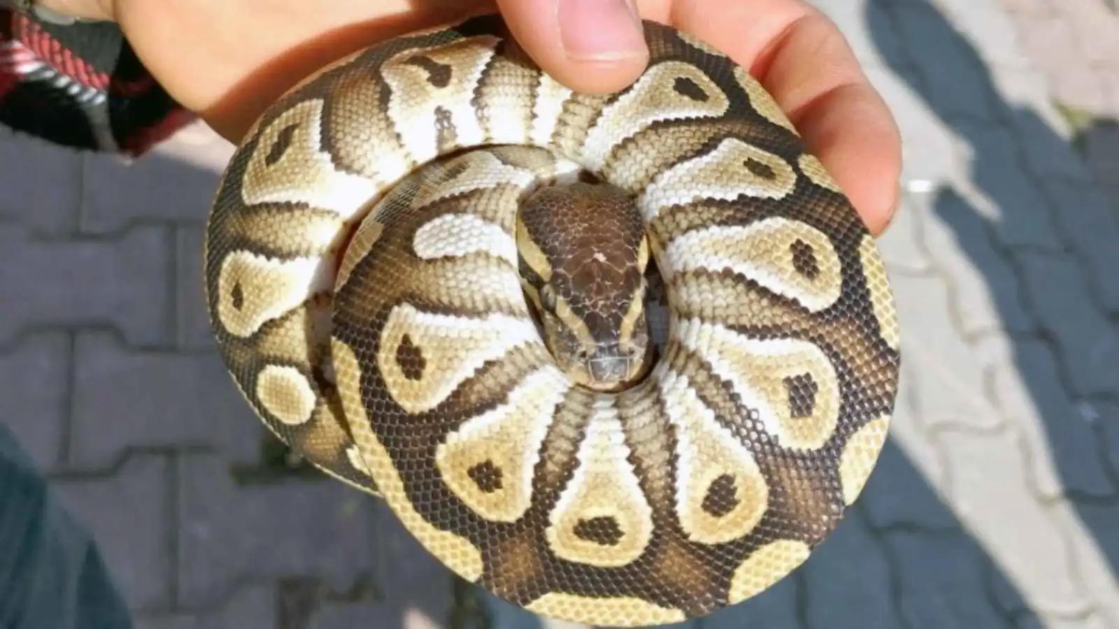 العثور على أفعى نادرة بجيب رجل خلال تفتيش عشوائي في تركيا (صور)