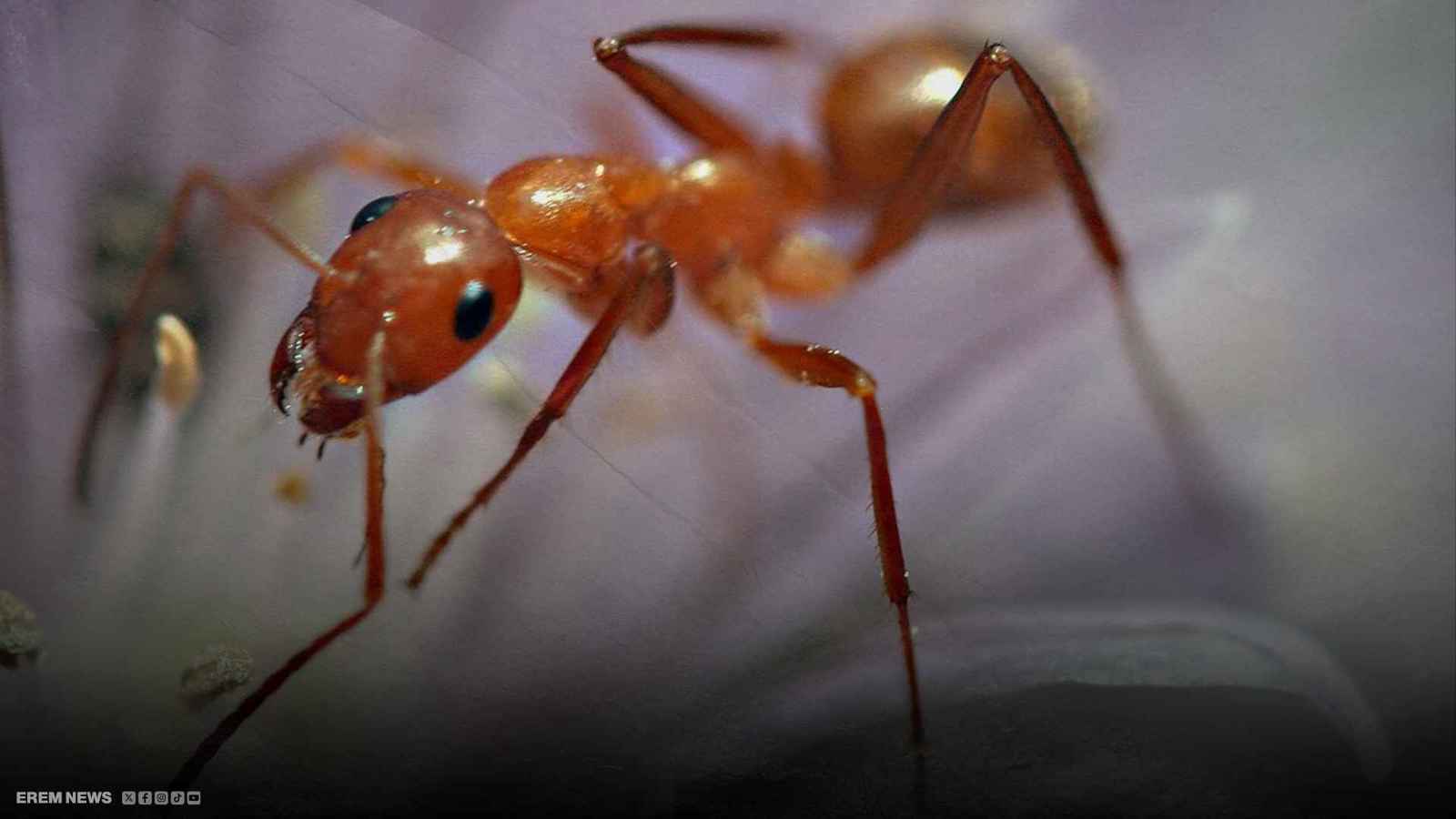 نمل "تابينوما ماغنوم".. كابوس كبير بحجم صغير يجتاح بريطانيا