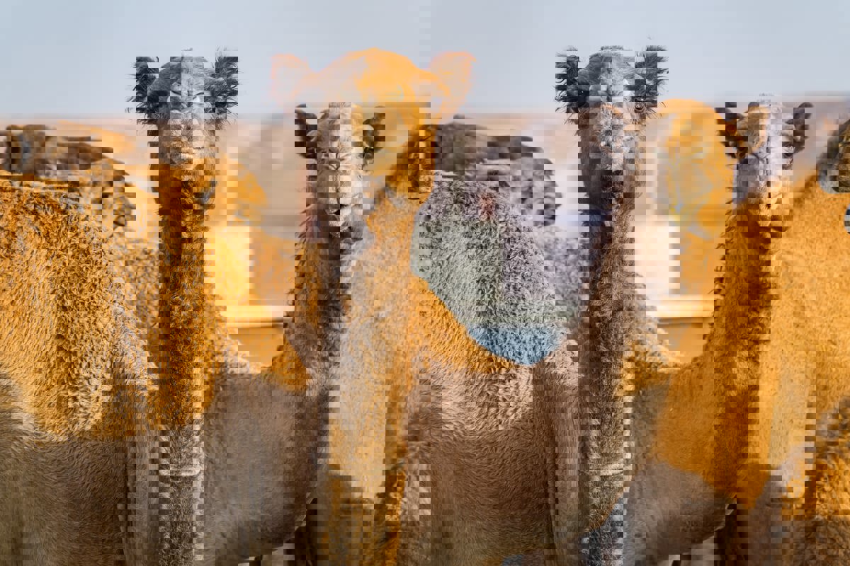 السعودية.. معايدة غريبة لناقة تقود صاحبها للشرطة (فيديو)