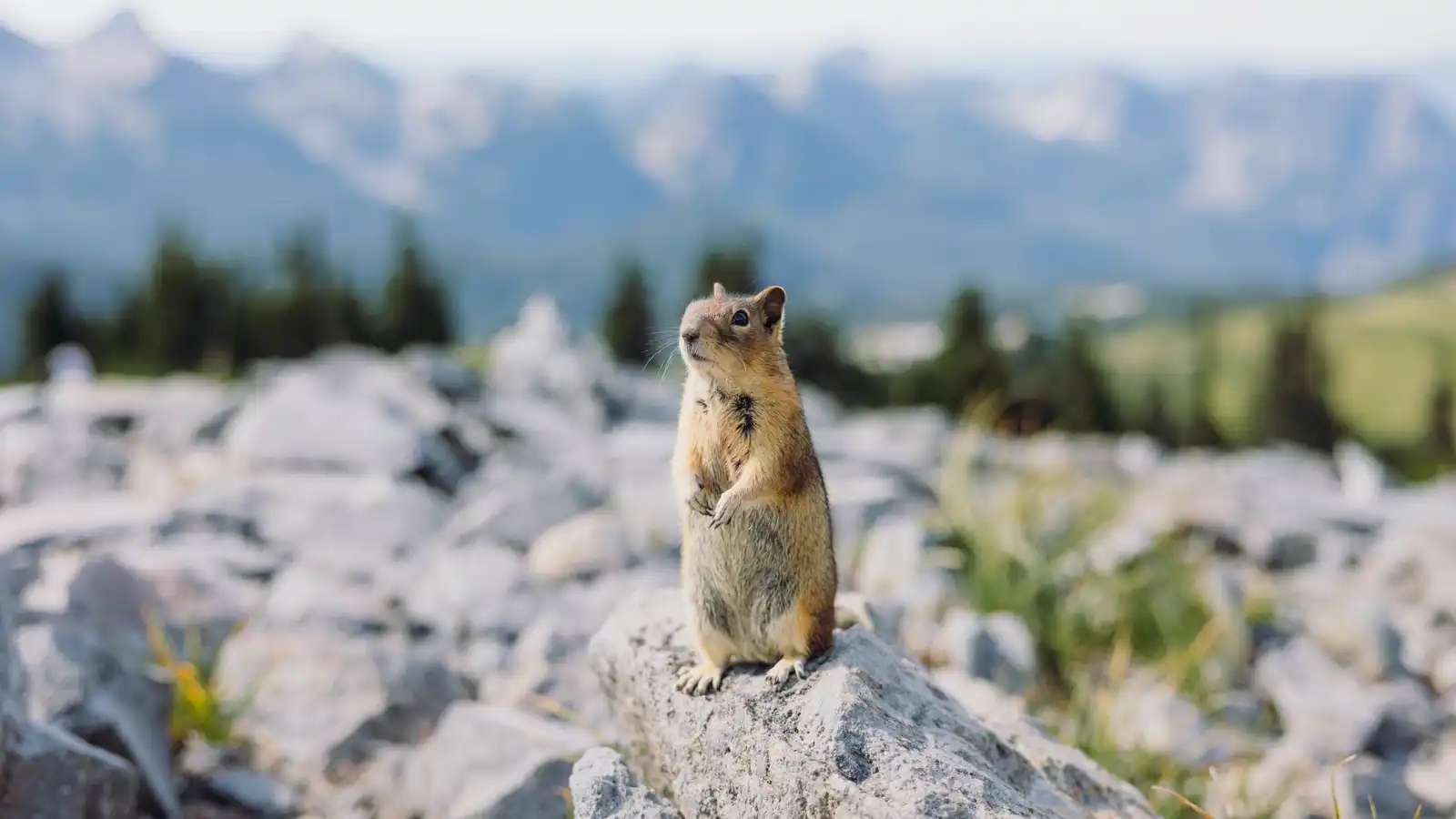 كيف ينجو دماغ السنجاب الأرضي من البرد القارس؟