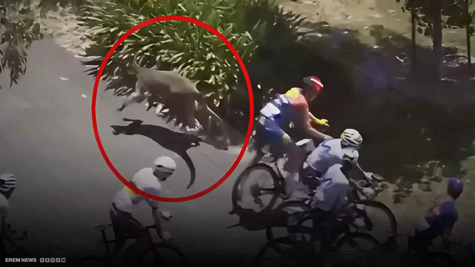 لم توقفه الكناغر .. دراج أسترالي يكتسح السباق ويحتفل باللقب (فيديو إرم)