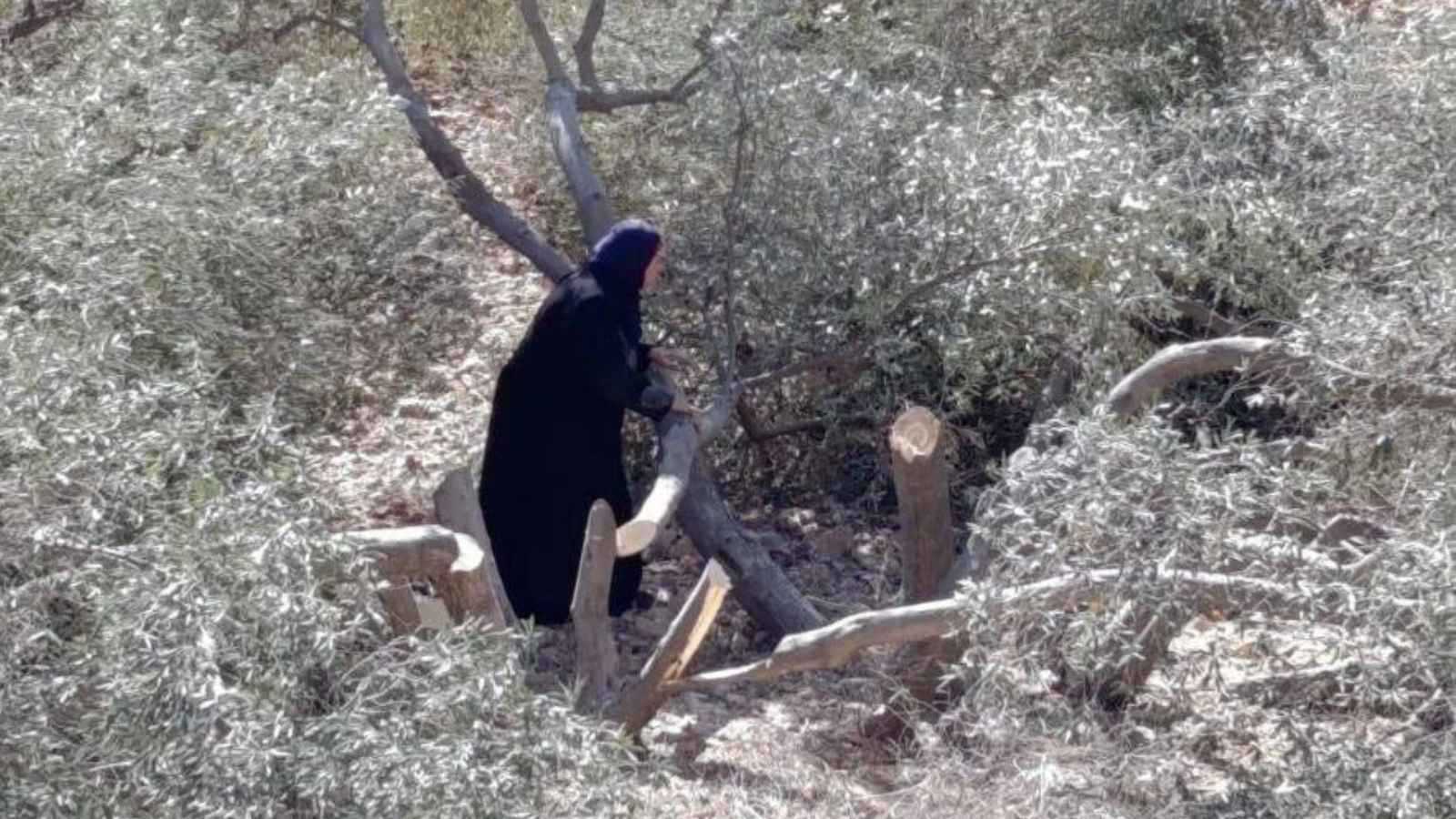 مستوطنون يقطعون 80 شجرة زيتون معمرة في سعير بالضفة الغربية