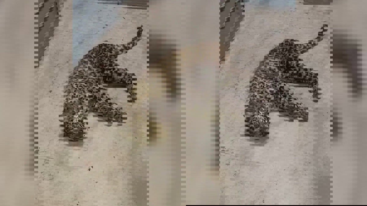 القضاء على نمرين في حديقة حيوانات صينية بعد قتلهما حارسا كان يطعمهما