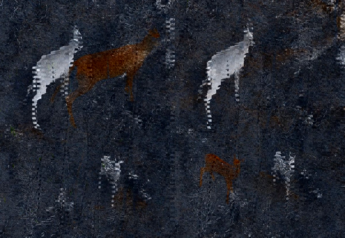   موسم الهروب إلى الشمال.. حرائق كندا تدمر الحياة البرية 