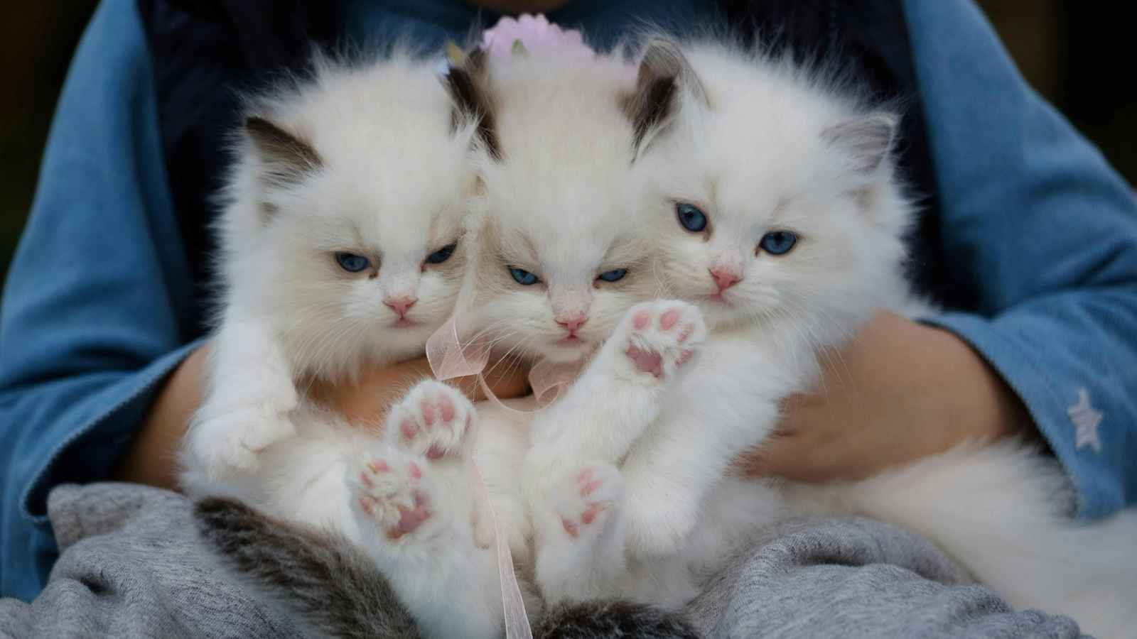 إنفلونزا الطيور تصيب القطط.. والعلماء يدقون ناقوس الخطر