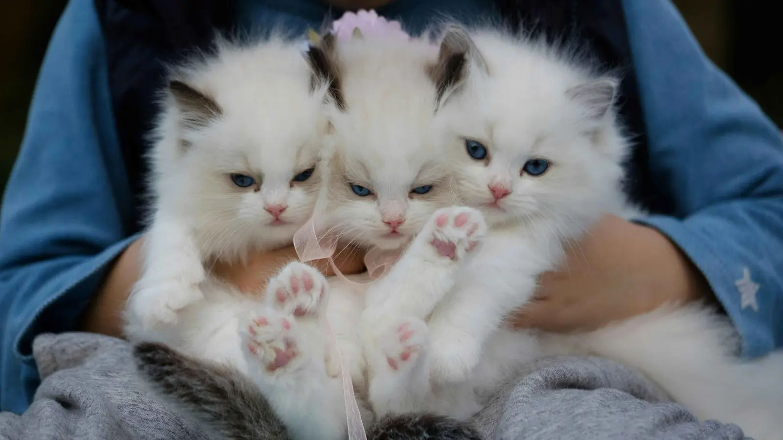 إنفلونزا الطيور تصيب القطط.. والعلماء يدقون ناقوس الخطر