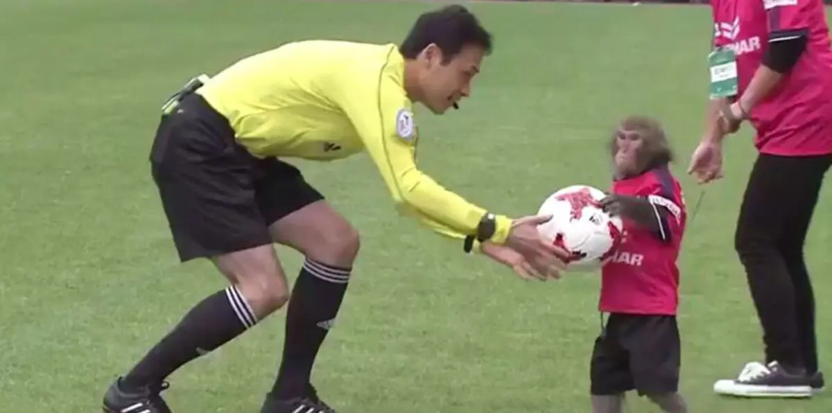 جمعية لحقوق الحيوان تدين تجربة الاستعانة بقرد في الدوري الياباني (فيديو)