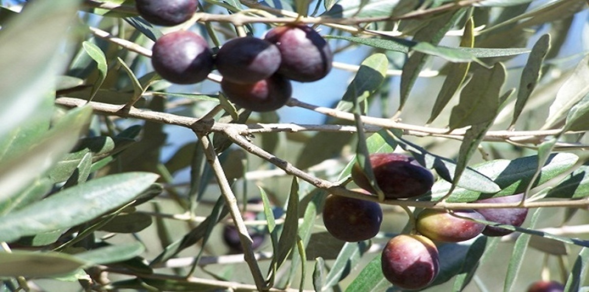 عائدات زيت الزيتون تدعم تحسن الميزان التجاري الغذائي لتونس