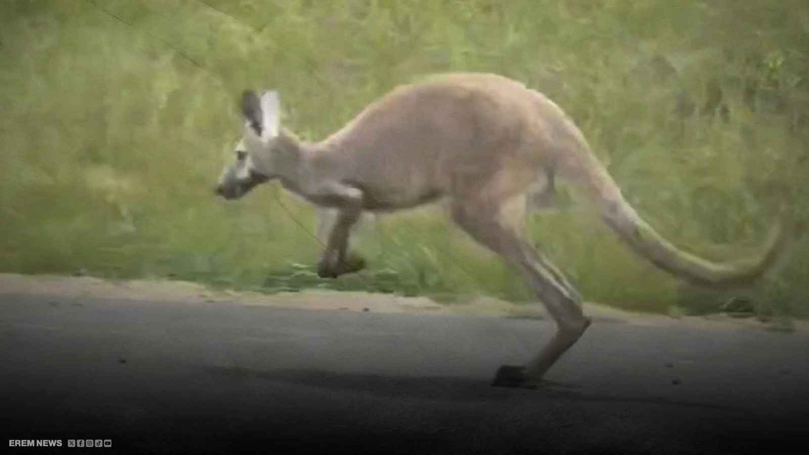  أنثى الكنغر"شيلا"