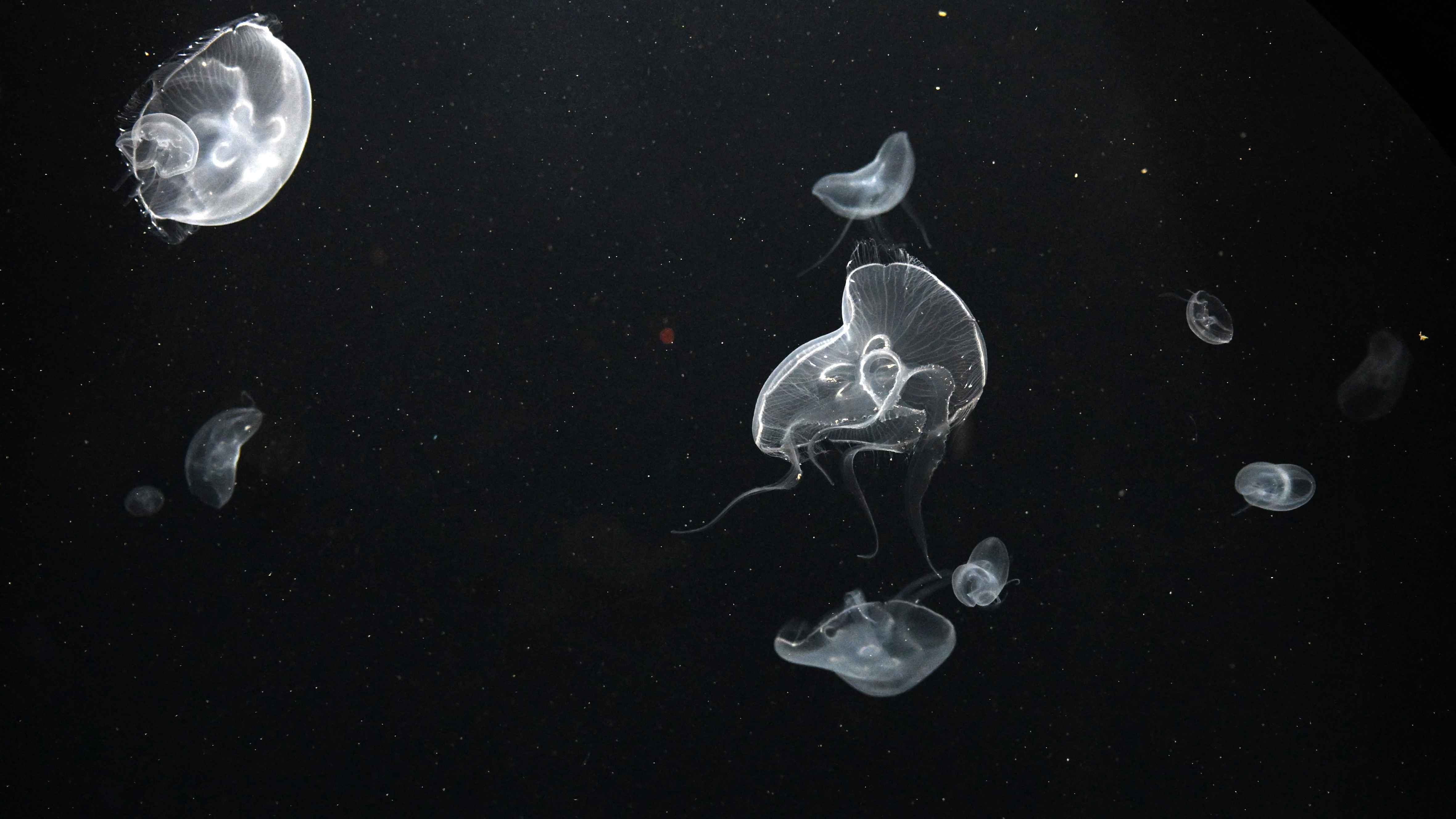 لماذا اختفت "قناديل البحر" عن السواحل المغربية؟