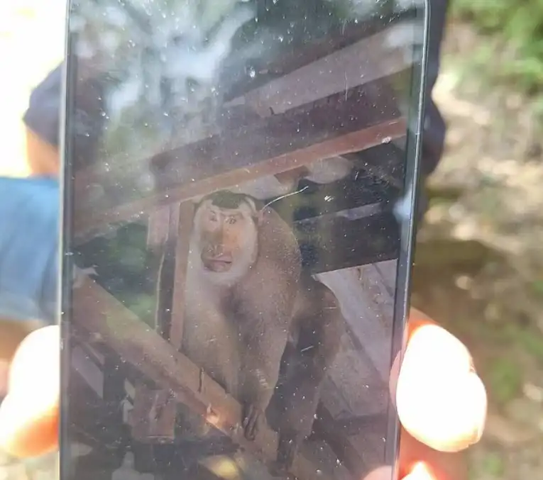 صورة القرد المجرم