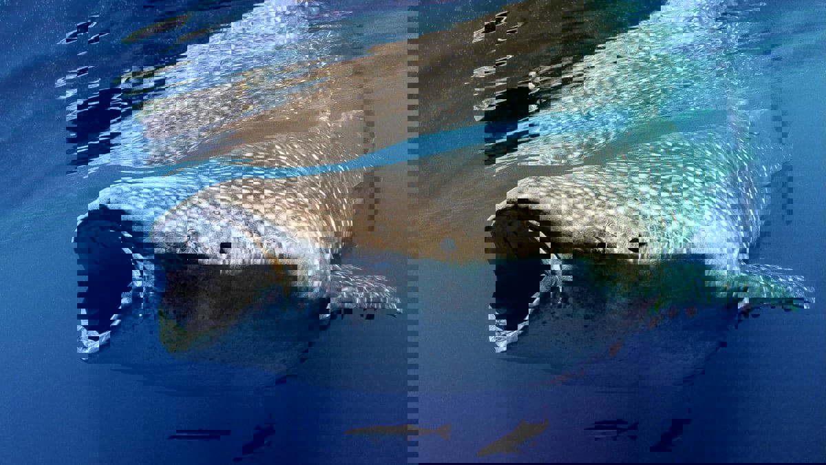 ليس الحوت الأزرق.. دراسة تكشف أكبر حيوان آكل للحوم في العالم