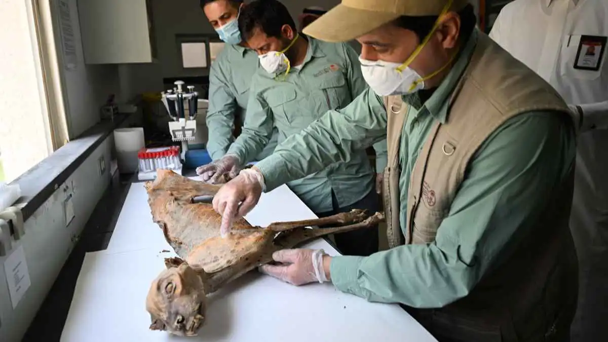 فهود محنطة تكشف أسرار الحياة البرية في السعودية (صور)