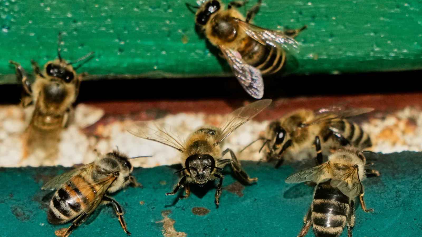 هاجم النحل منزلهم.. فدافعت الأم عن أبنائها بالأواني (فيديو)