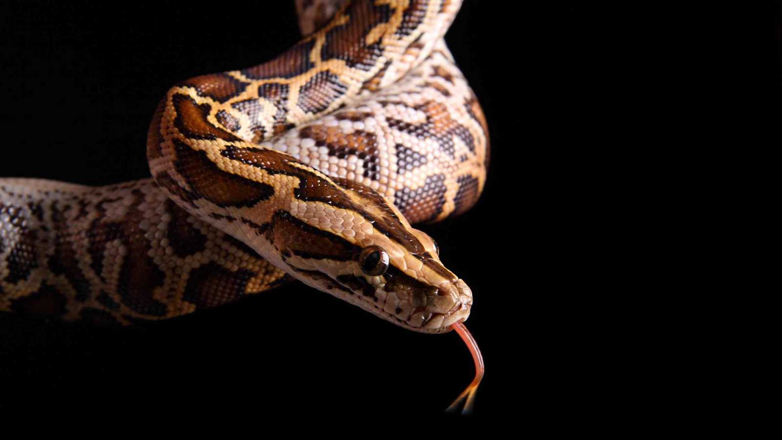 بعمر 62 عامًا.. قصة أفعى أدهشت العلماء بولادة "عذرية" قبل وفاتها