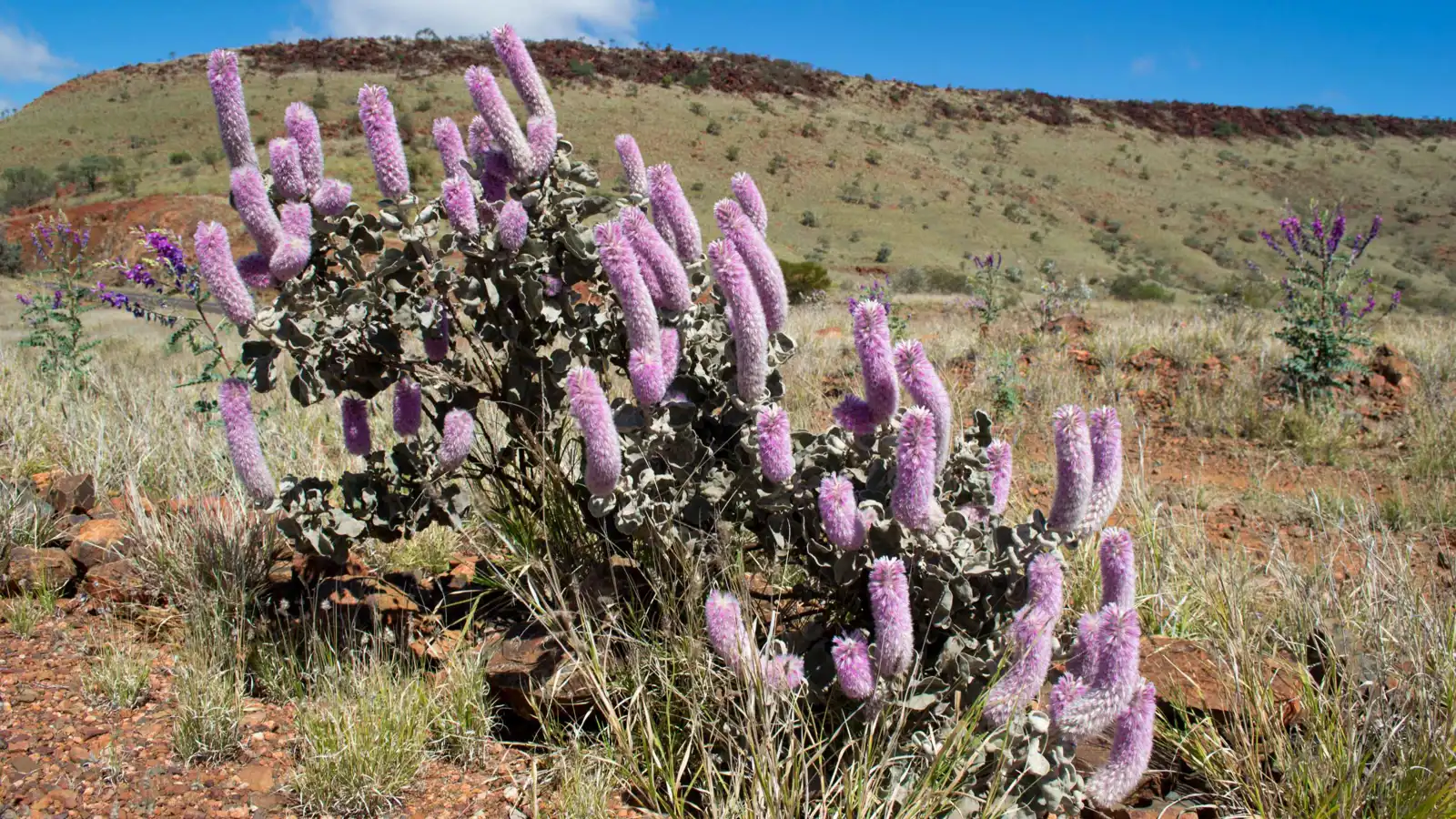 إعادة اكتشاف نبات اعتقد العلماء أنه انقرض منذ 58 عاماً
