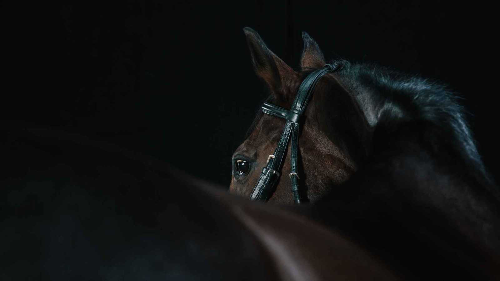 تركيا.. القبض على شخصين بتهمة بيع "لحوم الخيل" في إسطنبول